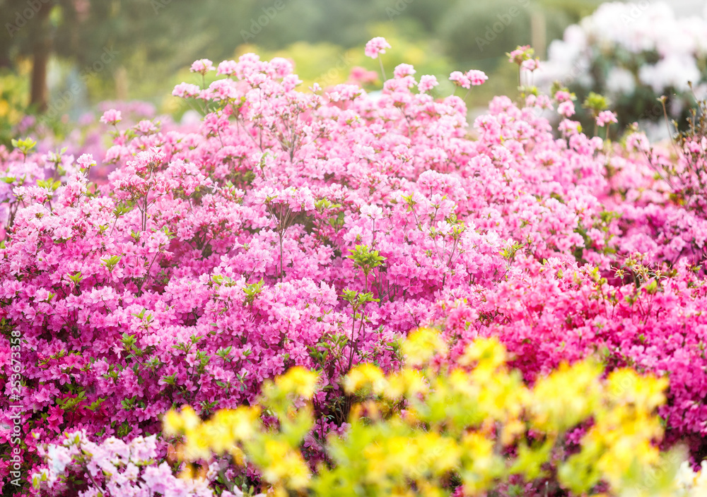 Colorful purple pink azalea flowers in garden. Blooming bushes of bright azalea at spring sunlight. Nature, spring flowers background Colorful purple pink azalea flowers in garden. Blooming bushes of bright azalea at spring sunlight. Nature, spring flowers background