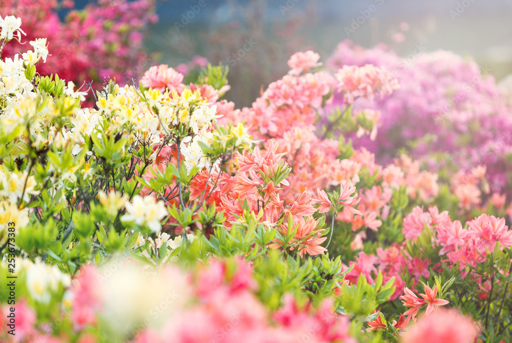 Colorful pink yellow white azalea flowers in garden. Blooming bushes of bright azalea at spring sunlight. Nature, spring flowers background Colorful pink yellow white azalea flowers in garden. Blooming bushes of bright azalea at spring sunlight. Nature, spring flowers background