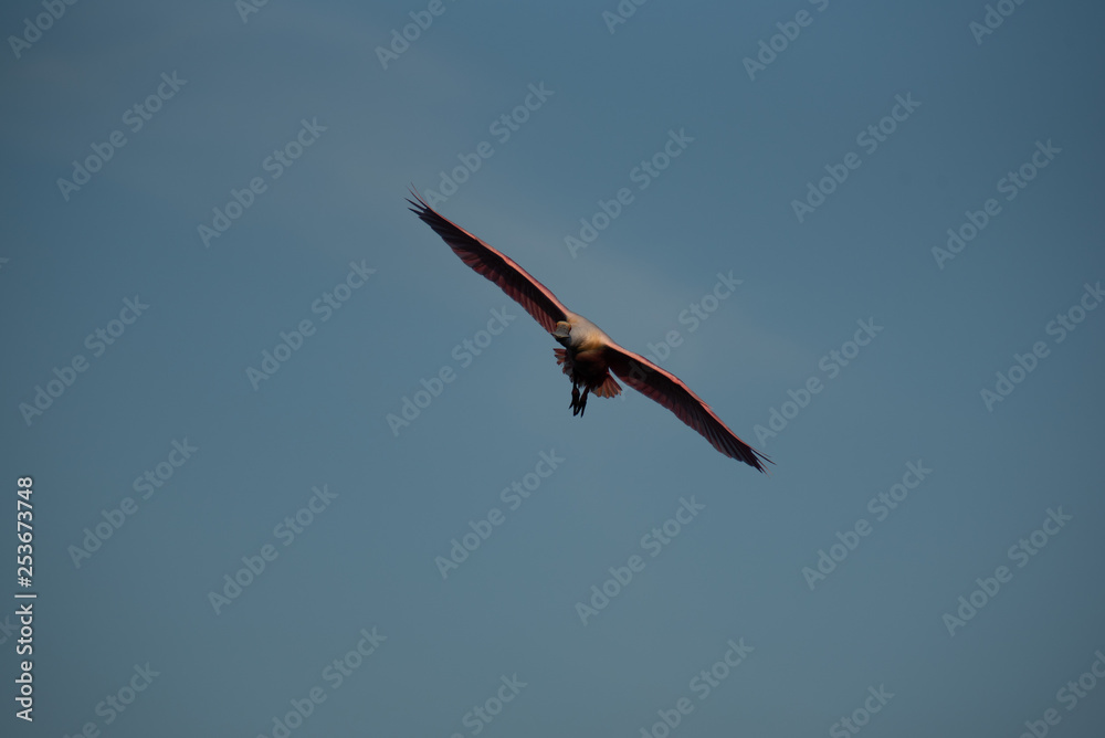 Fototapeta premium Flying Bird