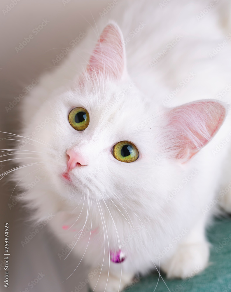 Pet animal; cute white cat. Turkish Ankara Cat.