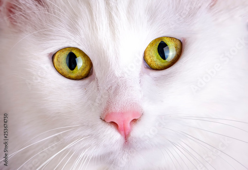 Pet animal; cute white cat. Turkish Ankara Cat.