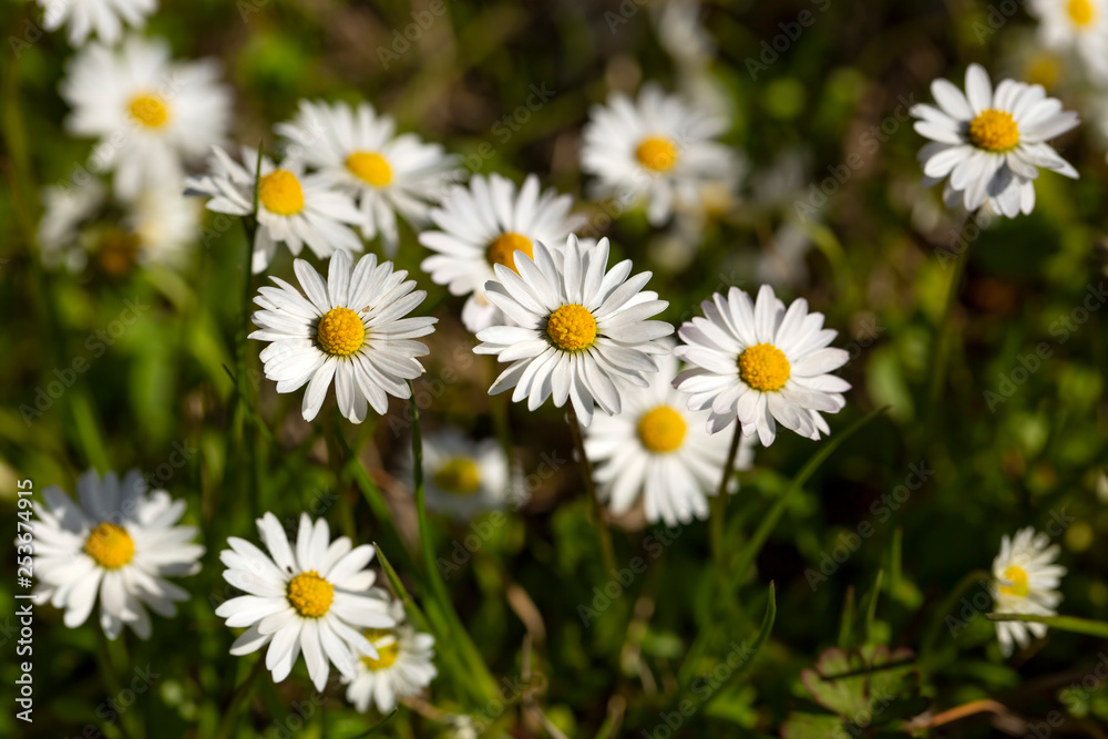 Close-up of common daisy (Bellis perennis) blooming in a meadow in spring, Izmir / Turkey Close-up of common daisy (Bellis perennis) blooming in a meadow in spring, Izmir / Turkey