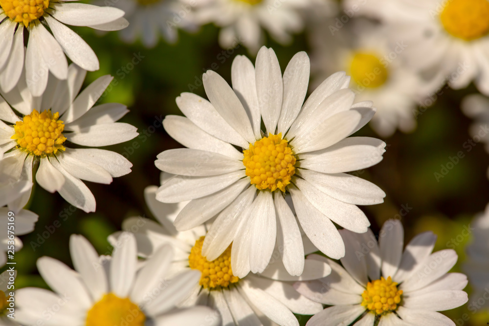Fototapeta premium Close-up of common daisy (Bellis perennis) blooming in a meadow in spring, Izmir / Turkey
