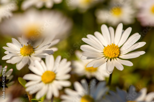 Close-up of common daisy  Bellis perennis  blooming in a meadow in spring  Izmir   Turkey