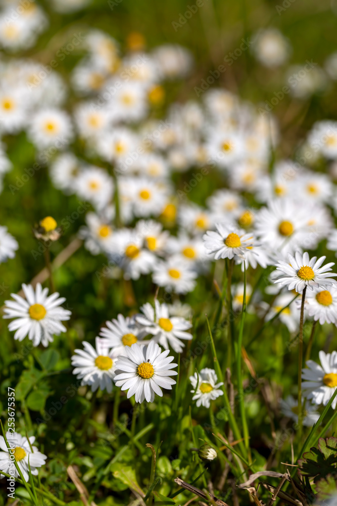 Close-up of common daisy (Bellis perennis) blooming in a meadow in spring, Izmir / Turkey Close-up of common daisy (Bellis perennis) blooming in a meadow in spring, Izmir / Turkey