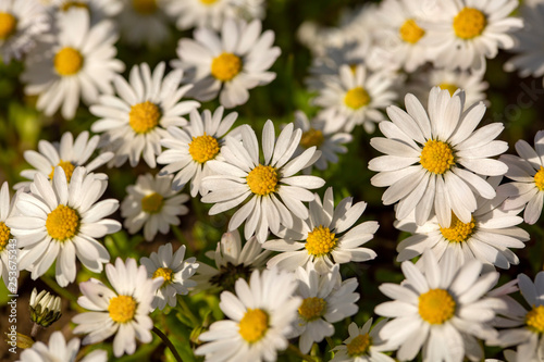 Close-up of common daisy  Bellis perennis  blooming in a meadow in spring  Izmir   Turkey