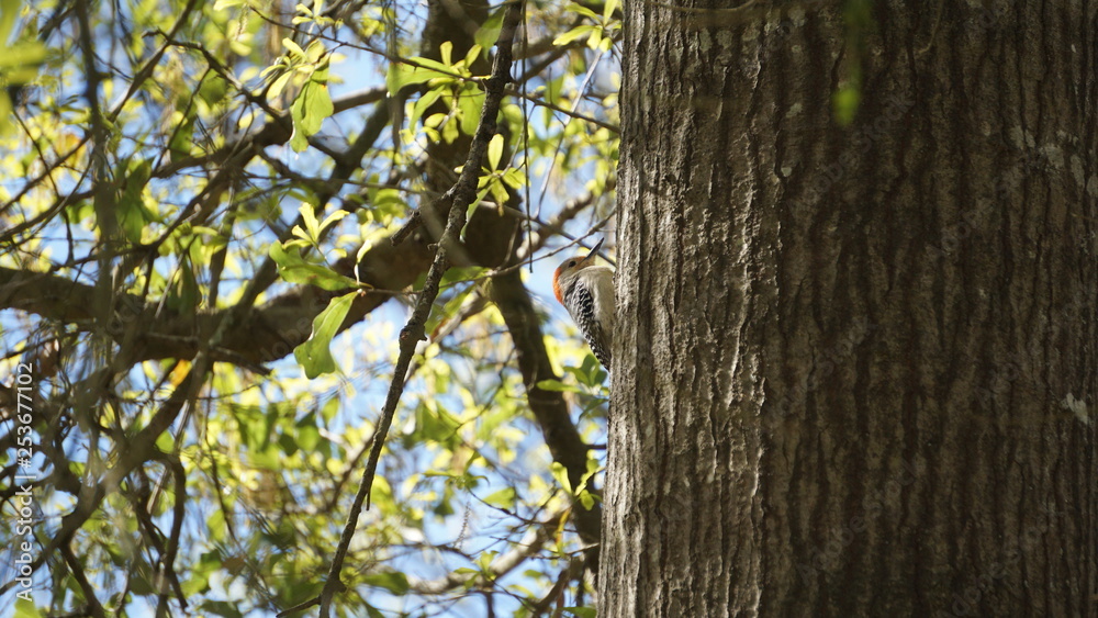 woodpecker on a tree woodpecker on a tree