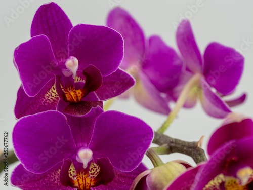 Orchid Petals Up Close