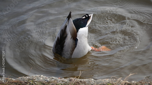 Duck in the water