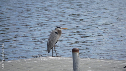 great blue heron on the beach