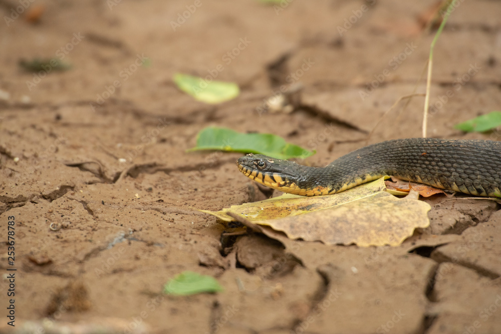 Fototapeta premium snake