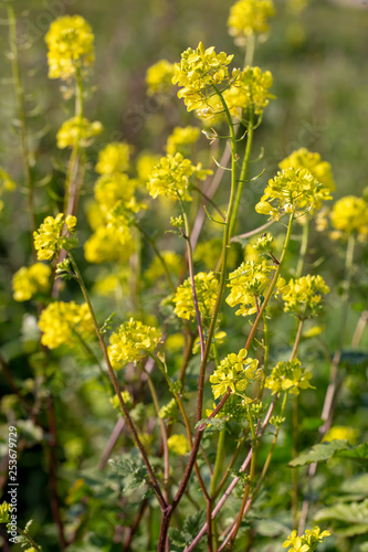 Mustard herbal flower in nature. Flora photo.