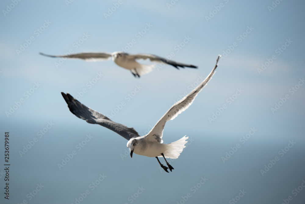 gull gull