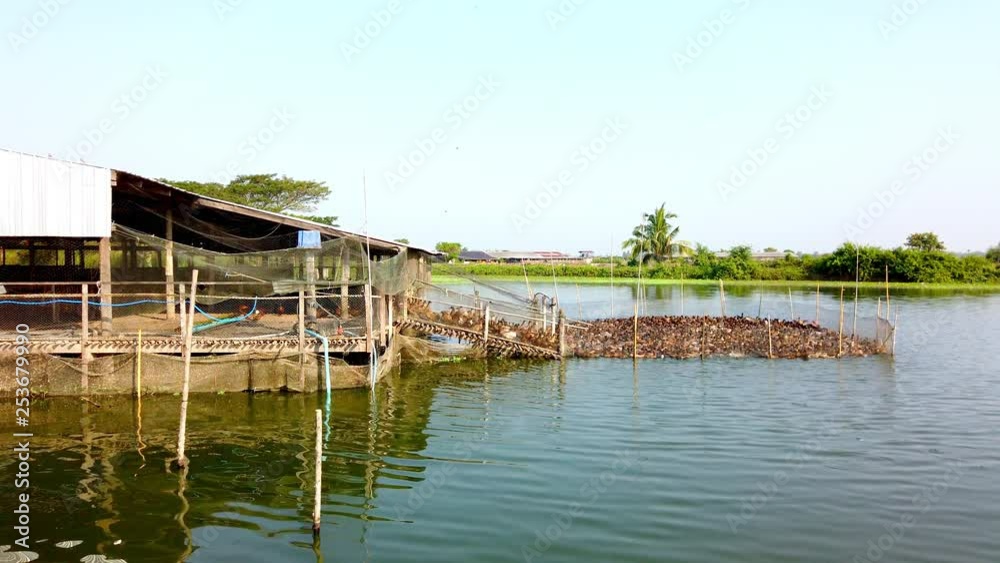 Duck in farm, eat and swimming in marsh, traditional farming in Thailand, 4K ultra HD. Duck in farm, eat and swimming in marsh, traditional farming in Thailand, 4K ultra HD.