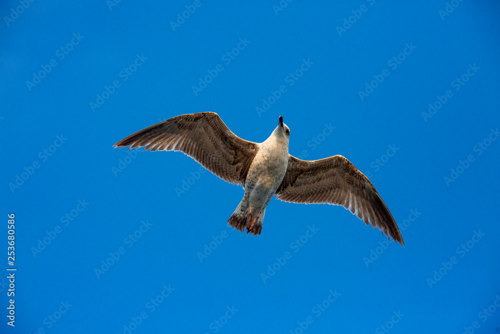 Obraz premium Seagull flying in a sky as a background