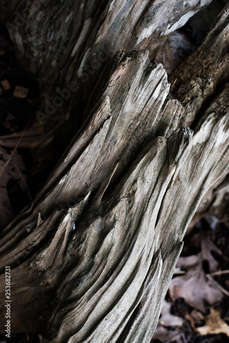 Close up Of Old Tree Trunk