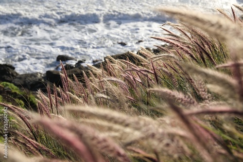 Wild oats in spring