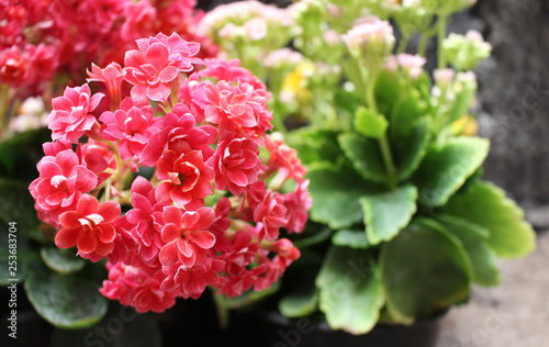 Tiny flowers of the kalanchoe plant photo