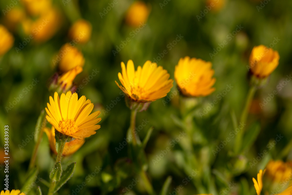 Beautiful spring flowers of spring ; Calendula arvensis Beautiful spring flowers of spring ; Calendula arvensis