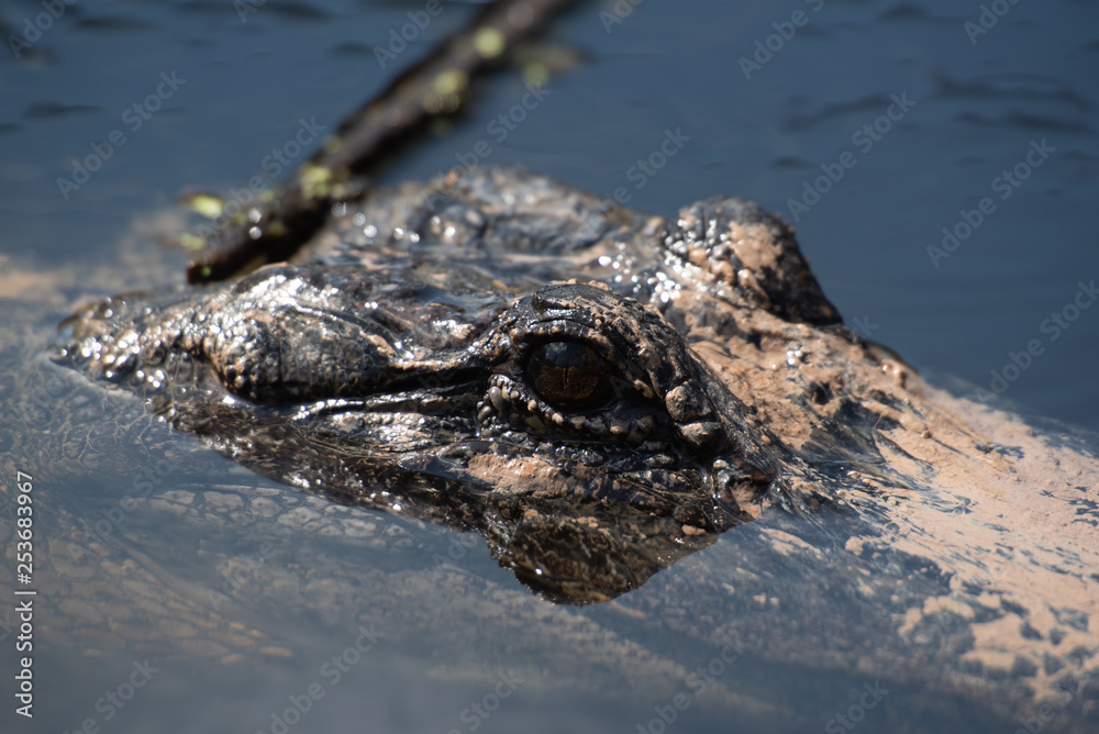 Obraz premium alligator