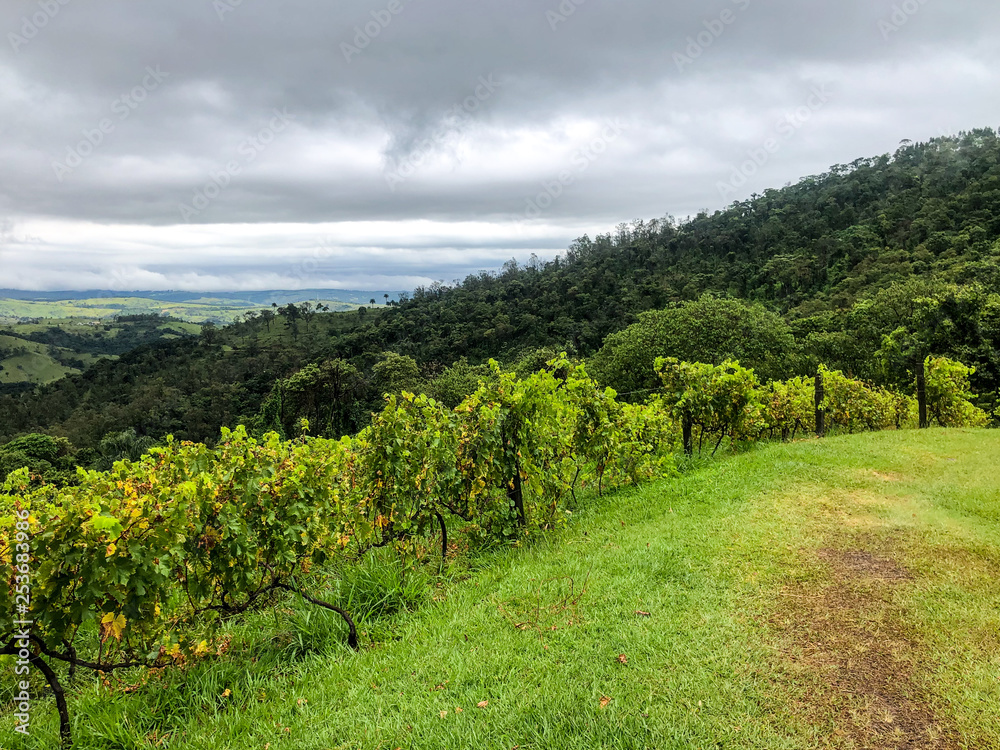  Top view of the vineyards in the mountain during cloudy raining season. Grapevines in the green hills. Vineyards for making wine grown in the valleys on rainy days and fog blowing through.