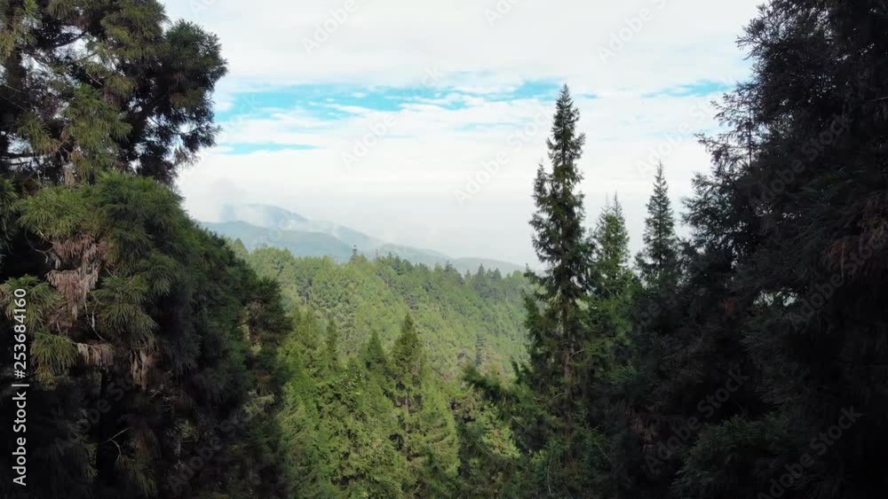 Aerial drone shot of forest and mountains in Xitou Nature Education area in Taiwan with camera moving between trees