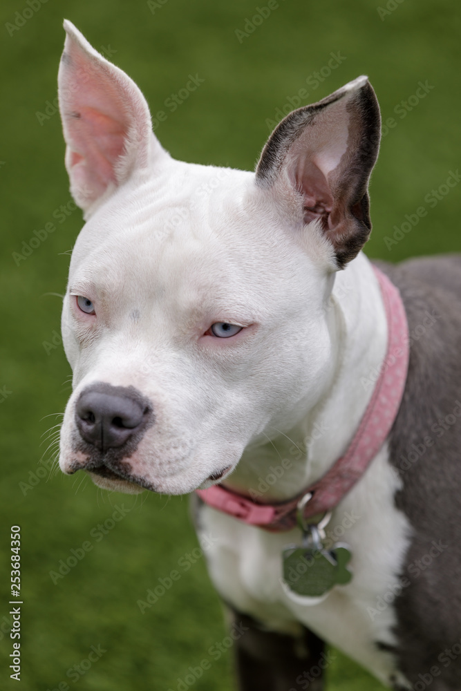 Female Puppy Blue-eyed American Pit Bull Terrier Head. Off-leash park in Northern California.