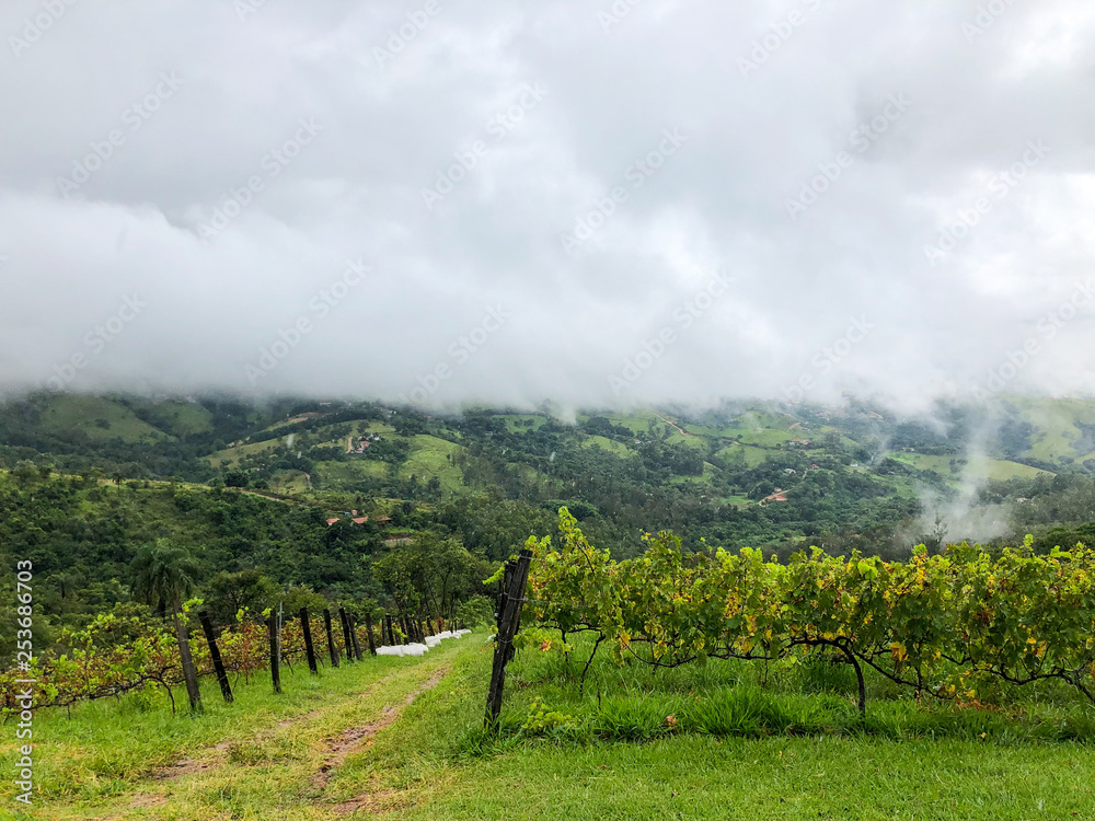  Top view of the vineyards in the mountain during cloudy raining season. Grapevines in the green hills. Vineyards for making wine grown in the valleys on rainy days and fog blowing through.