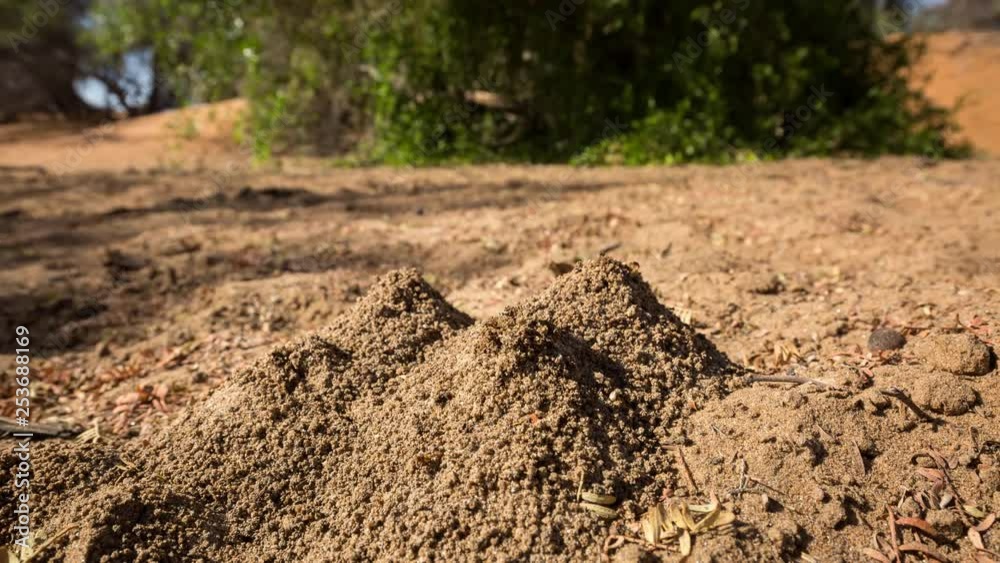 harvester termites dump soil to the earth surface excavating their nest in the foreground with green bush in soft focus background harvester termites dump soil to the earth surface excavating their nest in the foreground with green bush in soft focus background