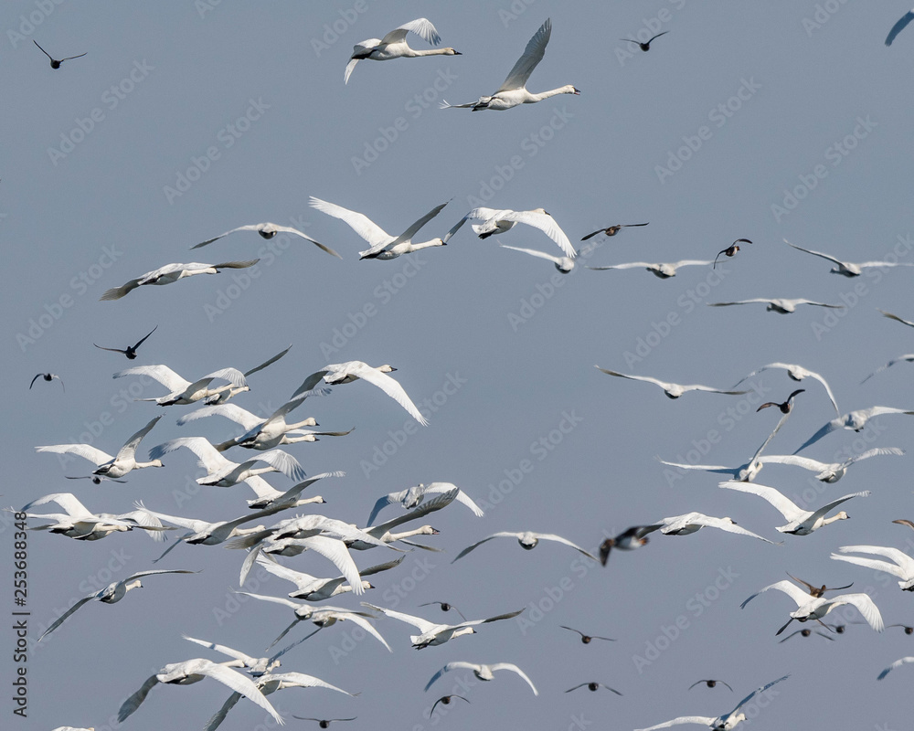 Fototapeta premium Tundra Swans