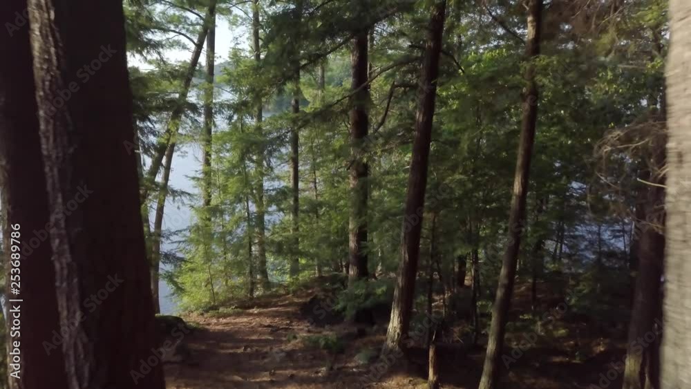 An amazing, cinematic dolly shot, deep in the woods of Chelsea, Quebec. The camera moves back, revealing two sunlit pines and more of the red pine forest floor. An amazing, cinematic dolly shot, deep in the woods of Chelsea, Quebec. The camera moves back, revealing two sunlit pines and more of the red pine forest floor.