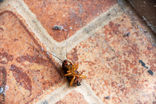 Small and young cockroach lie waiting for death on floor in house because spray insecticide at Thailand