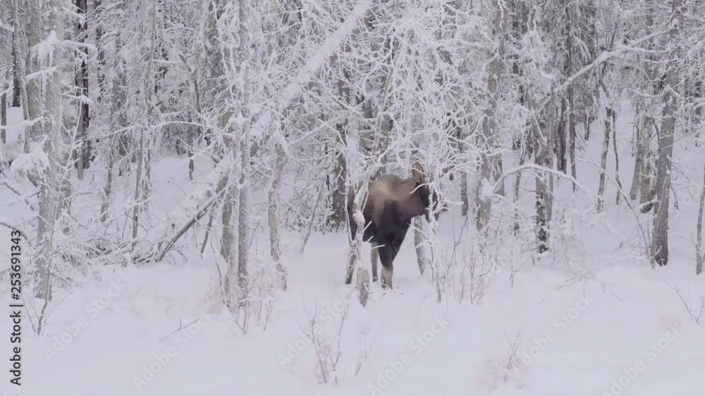 Female moose in winter wonderland, peacefully eating from snow covered tree 4k Female moose in winter wonderland, peacefully eating from snow covered tree 4k