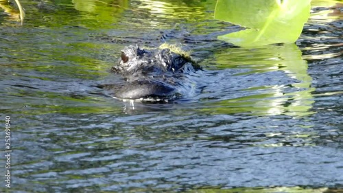 Alligator swimming throough Swamp photo