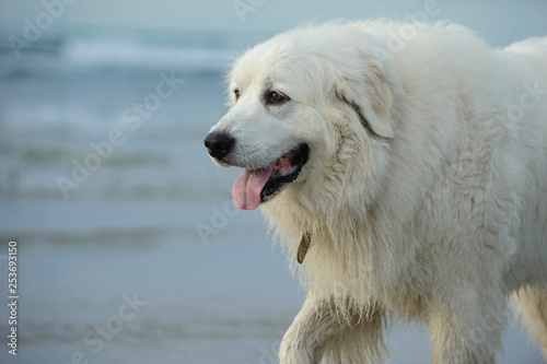 Great Pyrenees dog walking along ocean