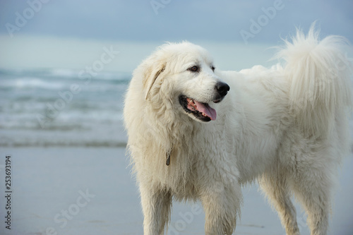 Great Pyrenees dog standing by ocean photo