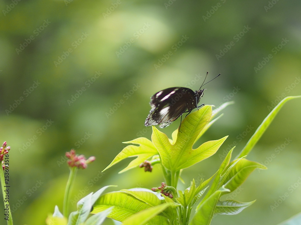 Black butterfly on the green leaves blur nature background