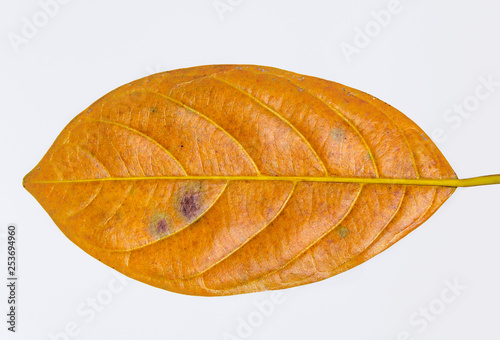 Foto A piece of jackfruit leaf