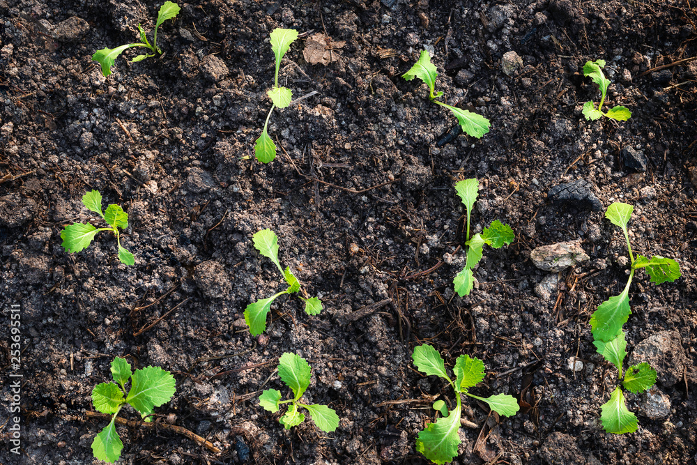 Planting young seedlings of Organic lettuce salad in the vegetable garden Planting young seedlings of Organic lettuce salad in the vegetable garden