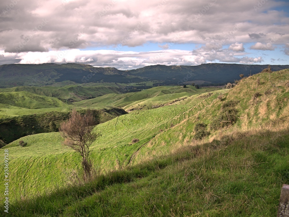Naklejka premium Rolling green hills and autumn plants and trees outside Auckland, New Zealand with blue sky and gray and white clouds and mountains in background