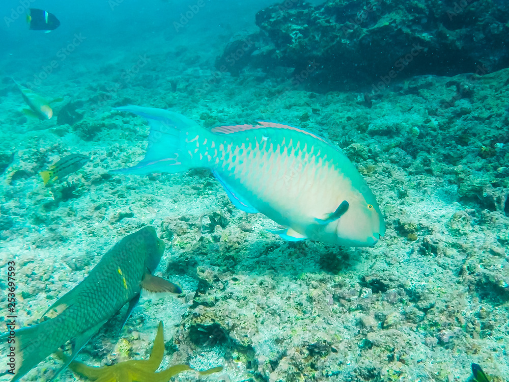Fototapeta premium tracking shot of a blue-chin parrotfish at isla floreana
