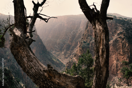 On the top of mountains is coniferous trees against a canyon. Sunset view. Nature. Morocco nature.