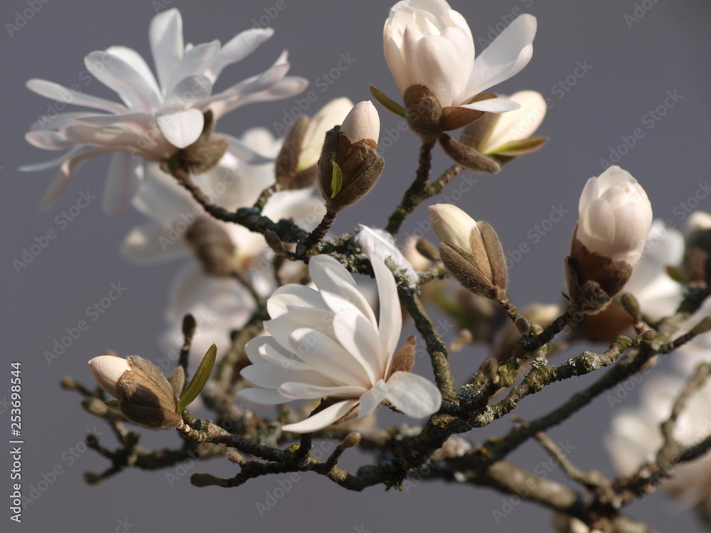 Magnolia étoilé (Magnolia stellata), un arbuste aux grandes fleurs blanches lumineuses et parfumées, cultivar du magnolia de Kobé Magnolia étoilé (Magnolia stellata), un arbuste aux grandes fleurs blanches lumineuses et parfumées, cultivar du magnolia de Kobé