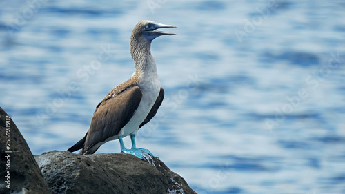 close up of a blue-footed booby on isla lobos in the galalagos
