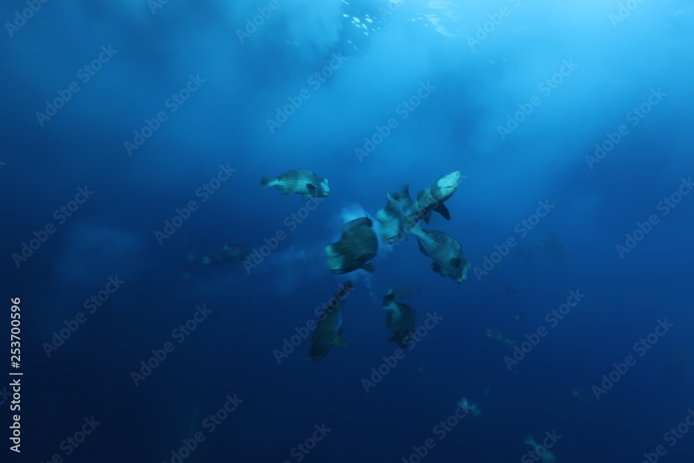 Obraz premium humphead parrotfish spawning