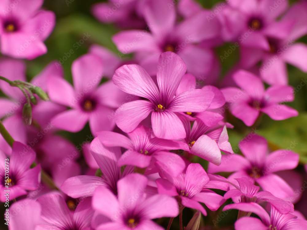Inflorescences en cymes de l'oxalis articulé (Oxalis articulata), petites fleurs décoratives aux pétales rose vif fortement striées Inflorescences en cymes de l'oxalis articulé (Oxalis articulata), petites fleurs décoratives aux pétales rose vif fortement striées