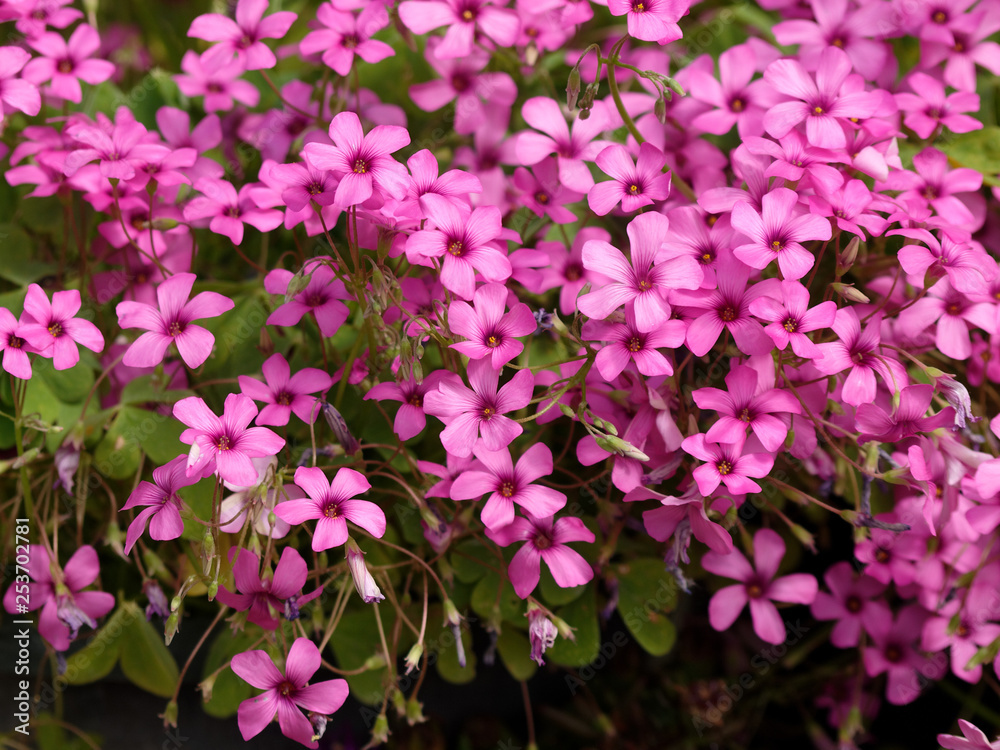 Inflorescences en cymes de l'oxalis articulé (Oxalis articulata), petites fleurs décoratives aux pétales rose vif fortement striées Inflorescences en cymes de l'oxalis articulé (Oxalis articulata), petites fleurs décoratives aux pétales rose vif fortement striées