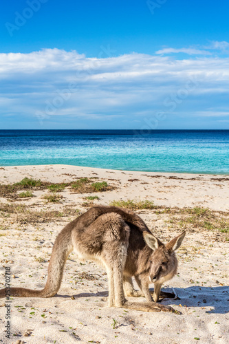 Native wildlife  the kangaroos on the beach in Australia