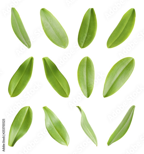 Set of tropical green orchid leaves on white background