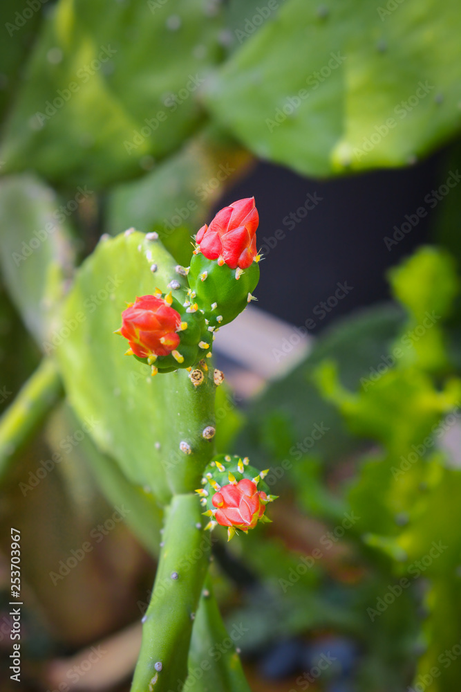 Cactus plants with flower during summer time. Cactus plants with flower during summer time.